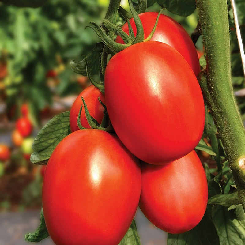 Patty F1 Hybrid Tomato, Roma (Paste) Tomato (Lycopersicon esculentum)