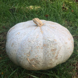 Sweet Meat Squash, Winter (Cucurbita maxima)