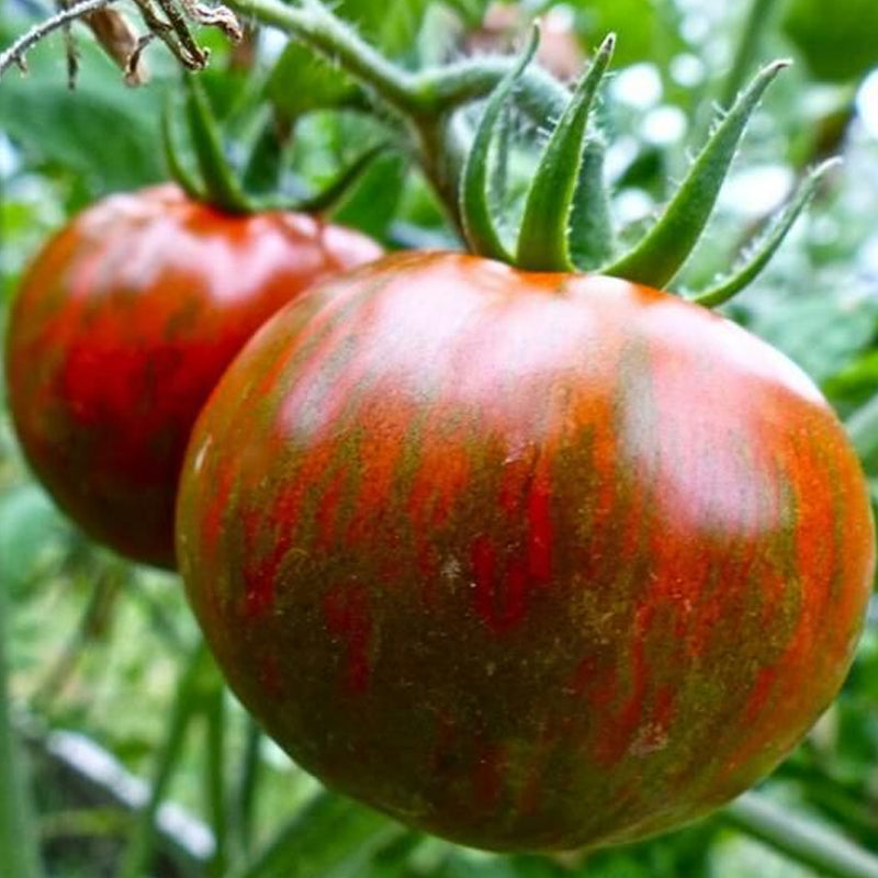 Black Zebra, Standard (Slicing) Tomato (Lycopersicon esculentum)