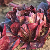 Red Romaine, Romaine Lettuce (Lactuca sativa)