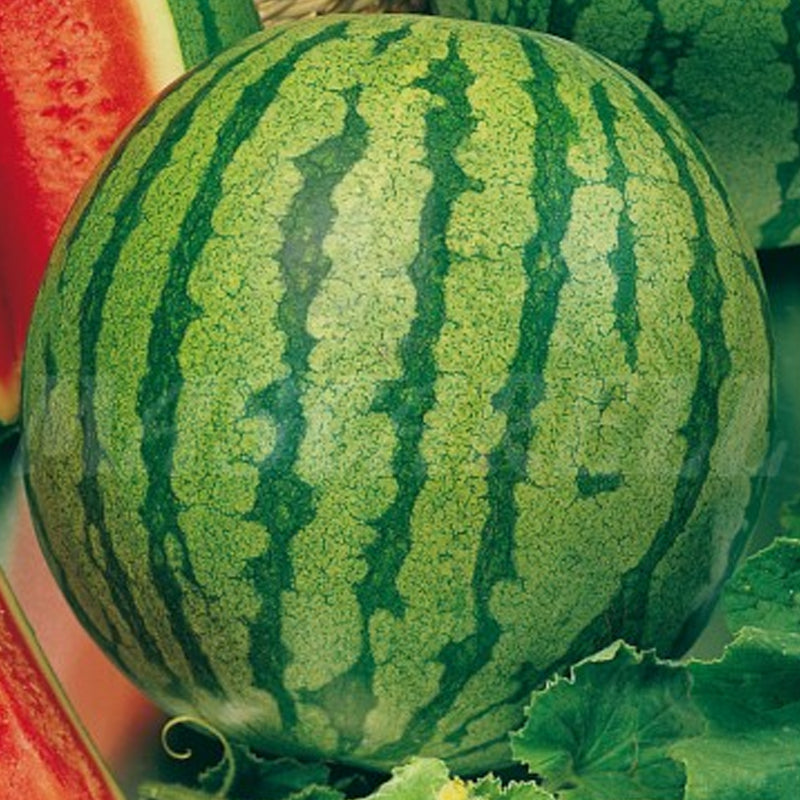 Crimson Sweet Watermelon (Citrullus lanatus)
