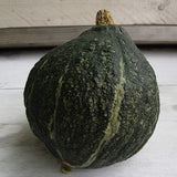 Hubbard True Green Improved Squash, Winter (Cucurbita maxima)