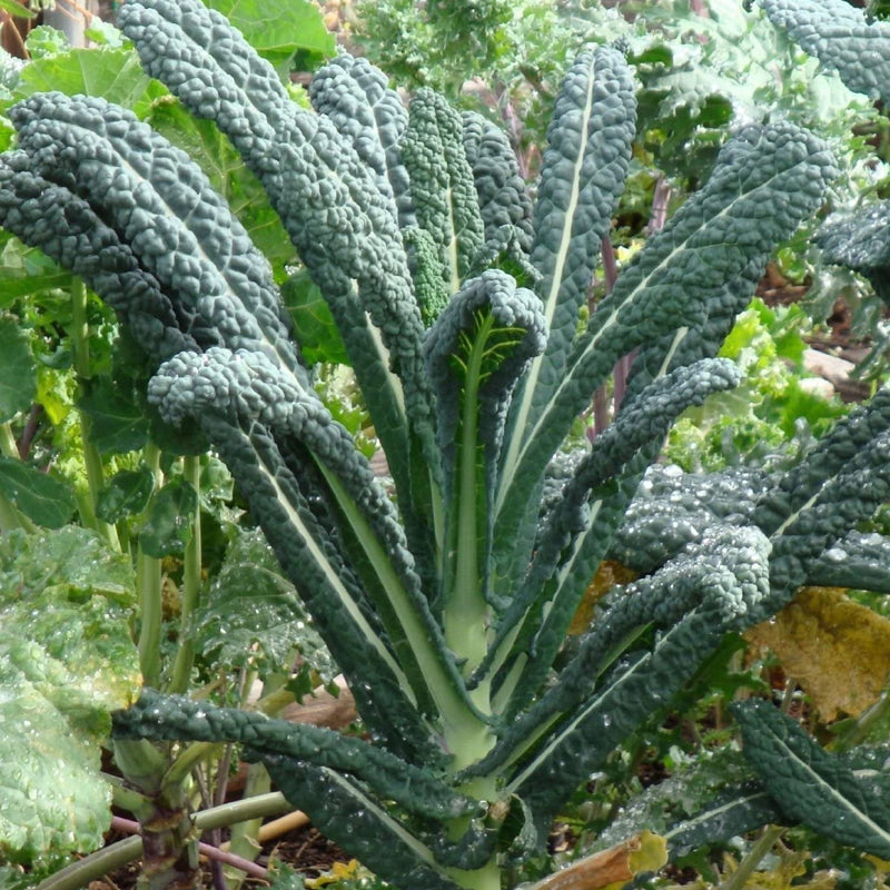 Lacinato Kale aka 'Dinosaur Kale' (Brassica oleracea)