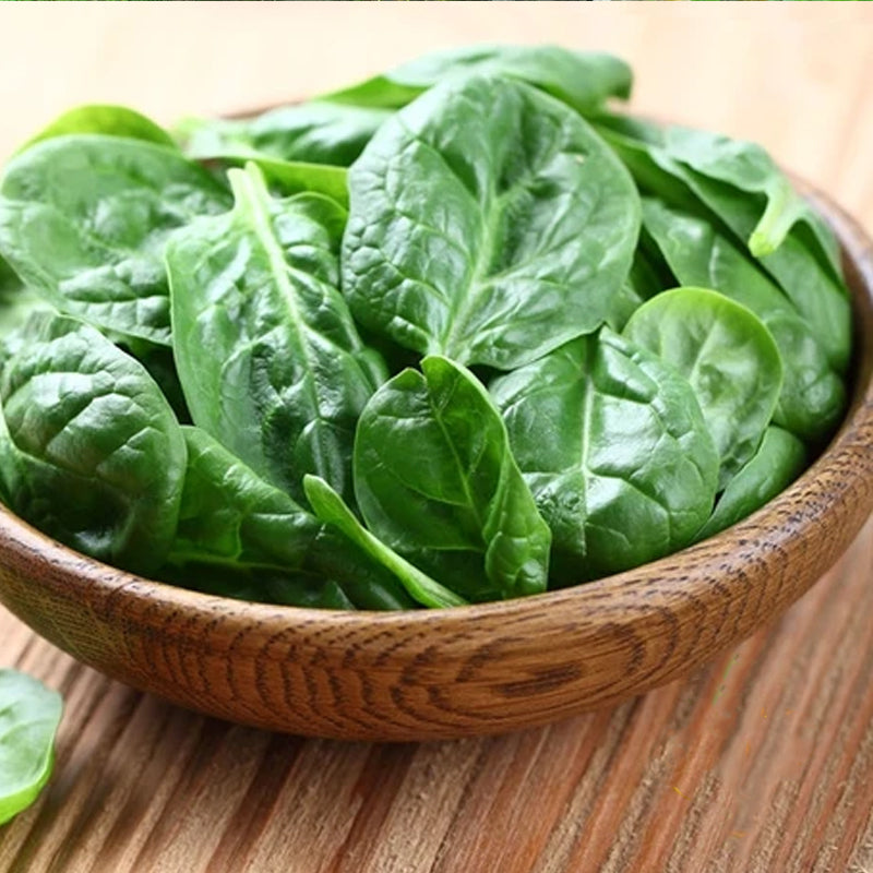 Nobel Giant Spinach (Spinacia oleracea)