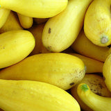 Early Prolific Straightneck Squash, Summer (Cucurbita pepo)