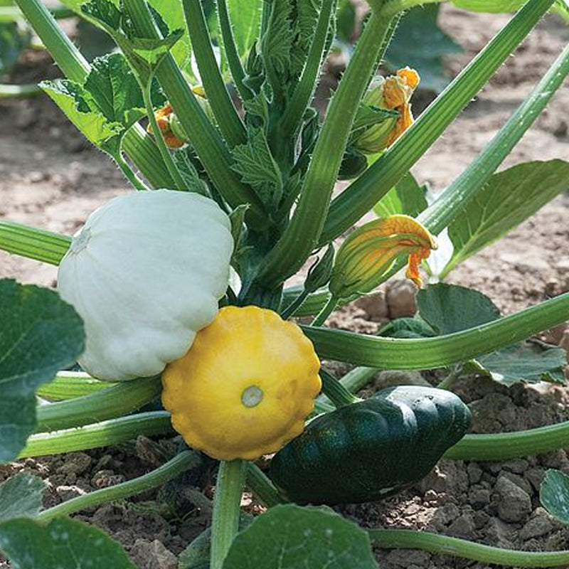 Scallop Blend Squash, Summer (Cucurbita pepo)