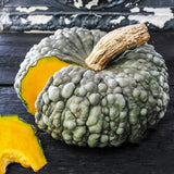 Marina di Chioggia Squash, Winter (Cucurbita maxima)