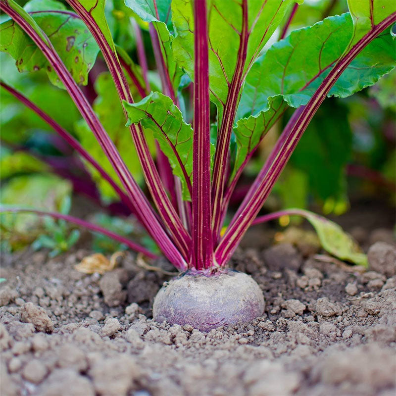 Early Wonder Beet (Beta vulgaris)