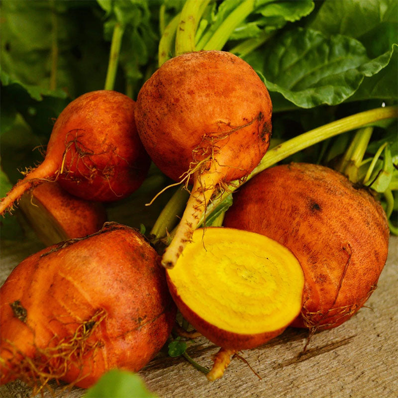 Golden Detroit Beet (Beta vulgaris)
