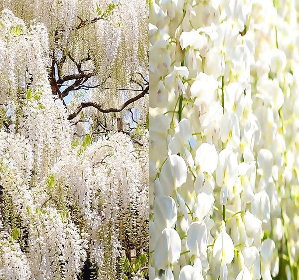 white wisteria flowers Wisteria sinensis alba (White Wisteria, Chinese White Wisteria) 1 lb (~480 Seeds)