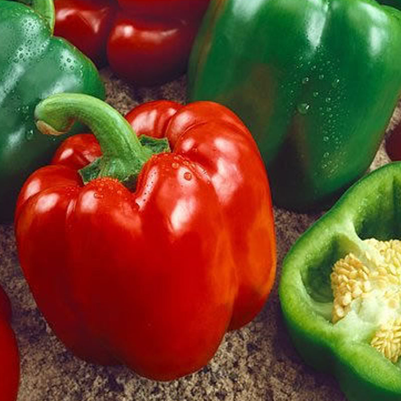 Yolo Wonder Pepper, SWEET (Capsicum annuum)