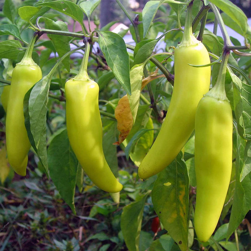 Sweet Banana Pepper, SWEET (Capsicum annuum)