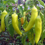 Sweet Banana Pepper, SWEET (Capsicum annuum)