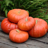 Cinderella (Rouge Vif d’Etampes) Pumpkin (Cucurbita maxima)