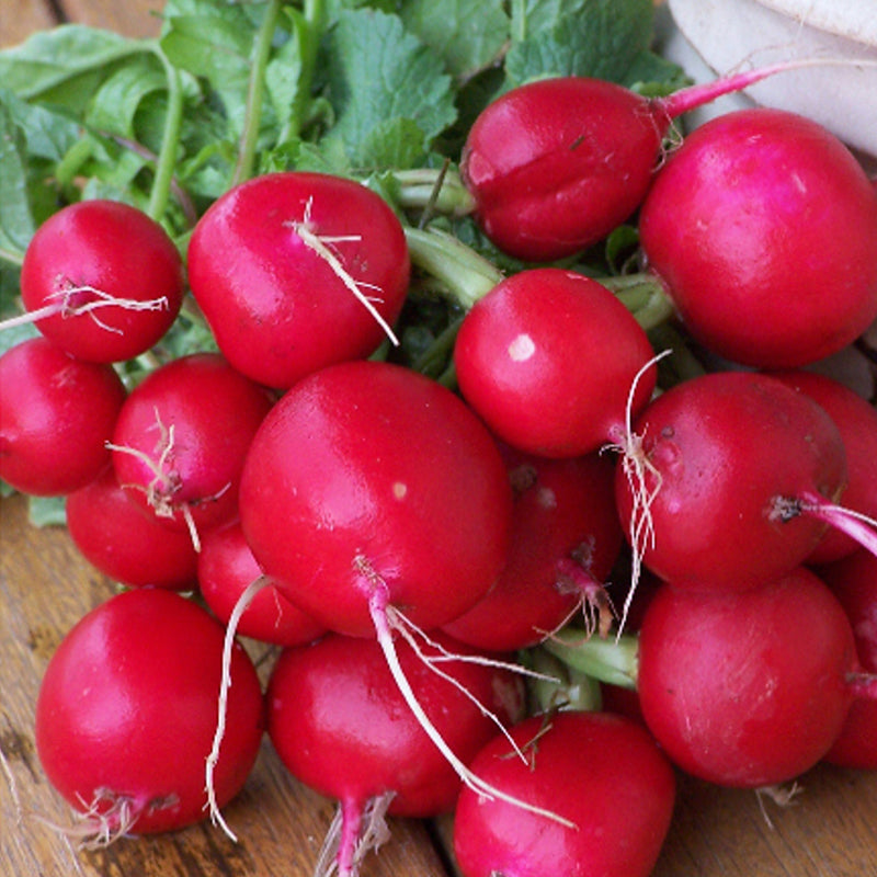 Champion Radish (Raphanus sativus)