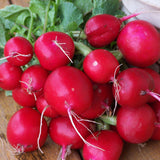 Champion Radish (Raphanus sativus)