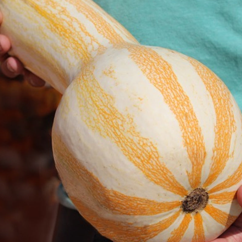 Cushaw Orange Striped Pumpkin (Cucurbita maxima)