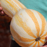 Cushaw Orange Striped Pumpkin (Cucurbita maxima)