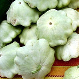 Bennings Green Tint Scallop Squash, Summer (Cucurbita pepo)