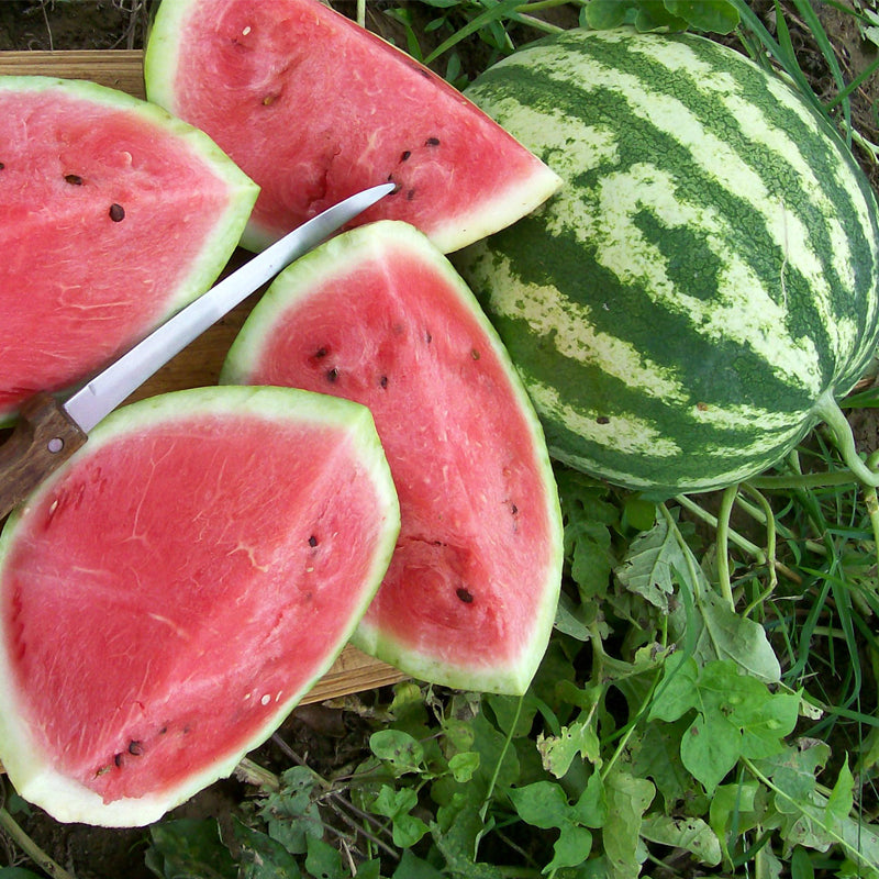 Crimson Sweet Watermelon (Citrullus lanatus)