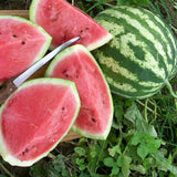 Crimson Sweet Watermelon (Citrullus lanatus)