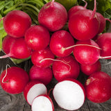 Cherry Belle Radish (Raphanus sativus)