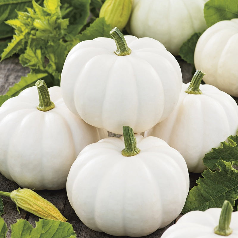 Casper White Pumpkin (Cucurbita maxima)