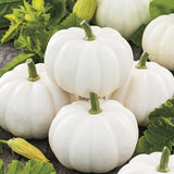 Casper White Pumpkin (Cucurbita maxima)