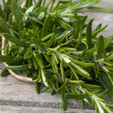 Rosemary (Rosmarinus officinalis)