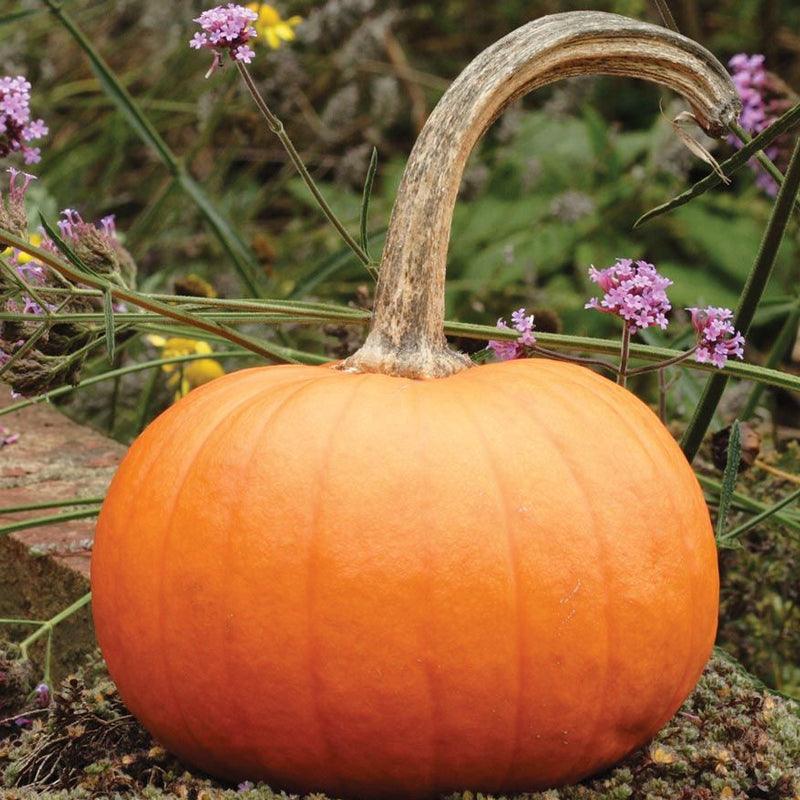Small Sugar Pumpkin (Cucurbita maxima)