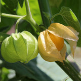 Ground Cherry Tomatillo, Sweet Yellow (Physalis ixocarpa)