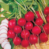 Champion Radish (Raphanus sativus)