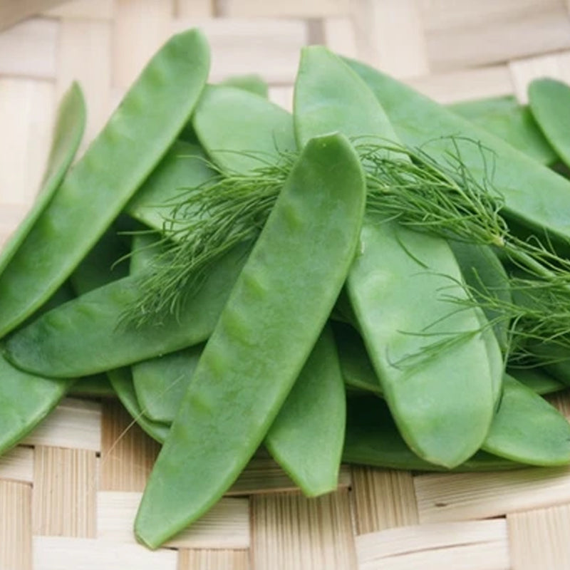 Oregon Giant Pea, Edible Pod (Pisum sativum)