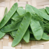 Oregon Giant Pea, Edible Pod (Pisum sativum)