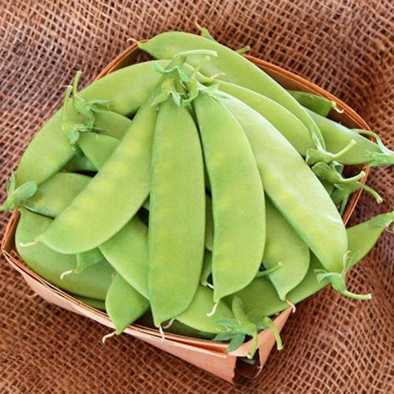 Mammoth Melting Sugar Pea, Edible Pod (Pisum sativum)