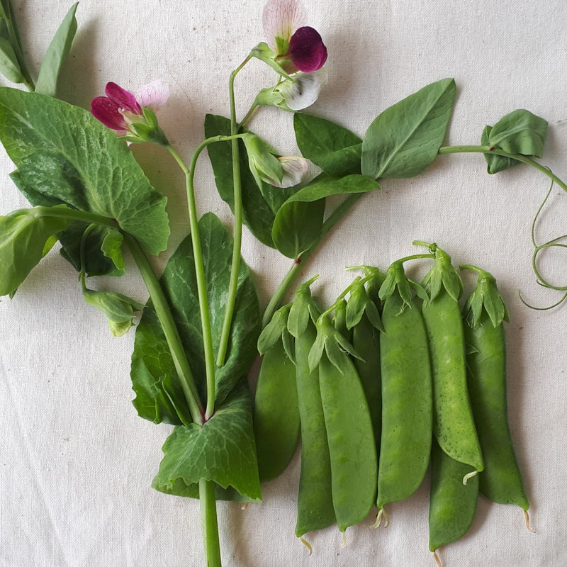 Dwarf Grey Sugar Pea, Edible Pod (Pisum sativum)