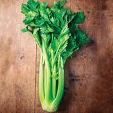 Tall Utah 52-70 Celery  (Apium graveolens)
