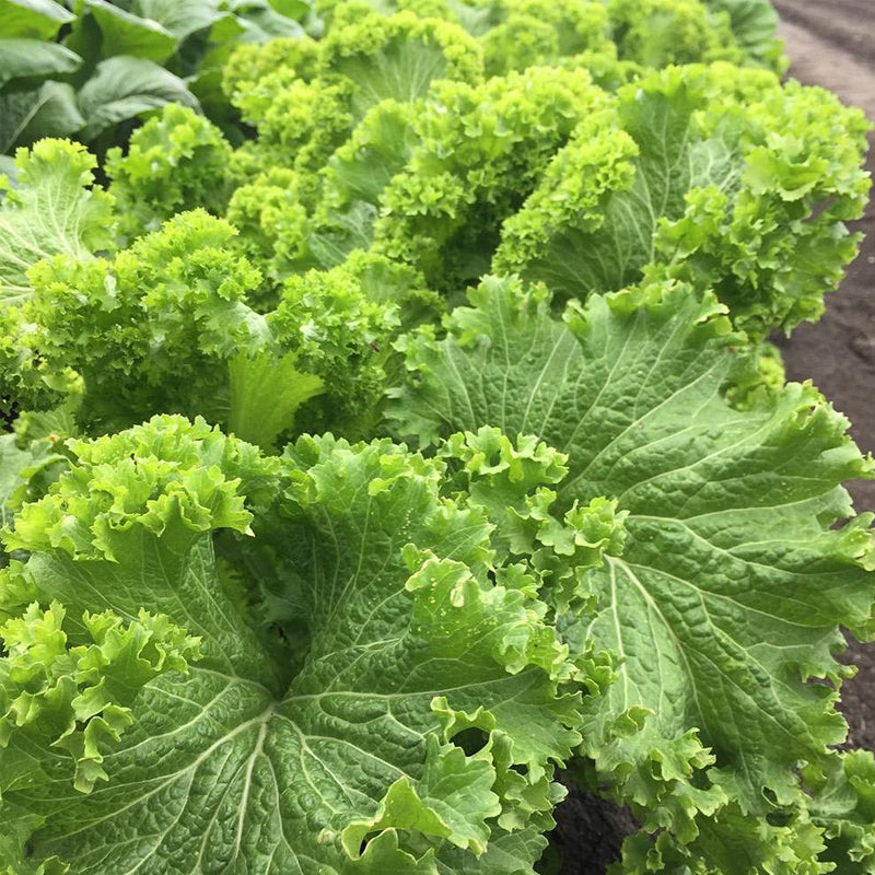 Southern Giant Curled, Mustard (Brassica juncea)