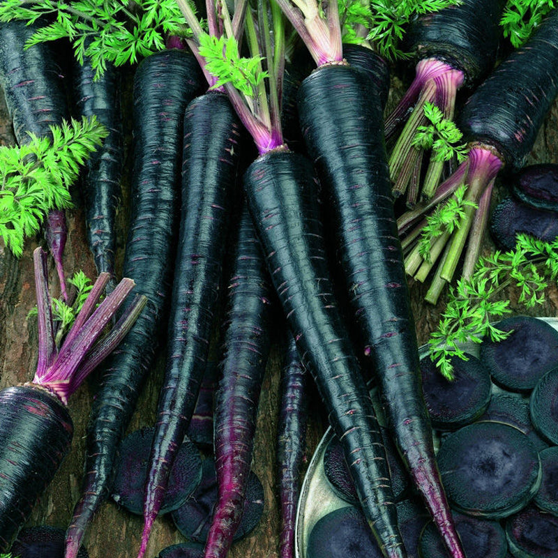 Black Nebula Carrot (Daucus carota)