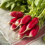 French Breakfast Radish (Raphanus sativus)