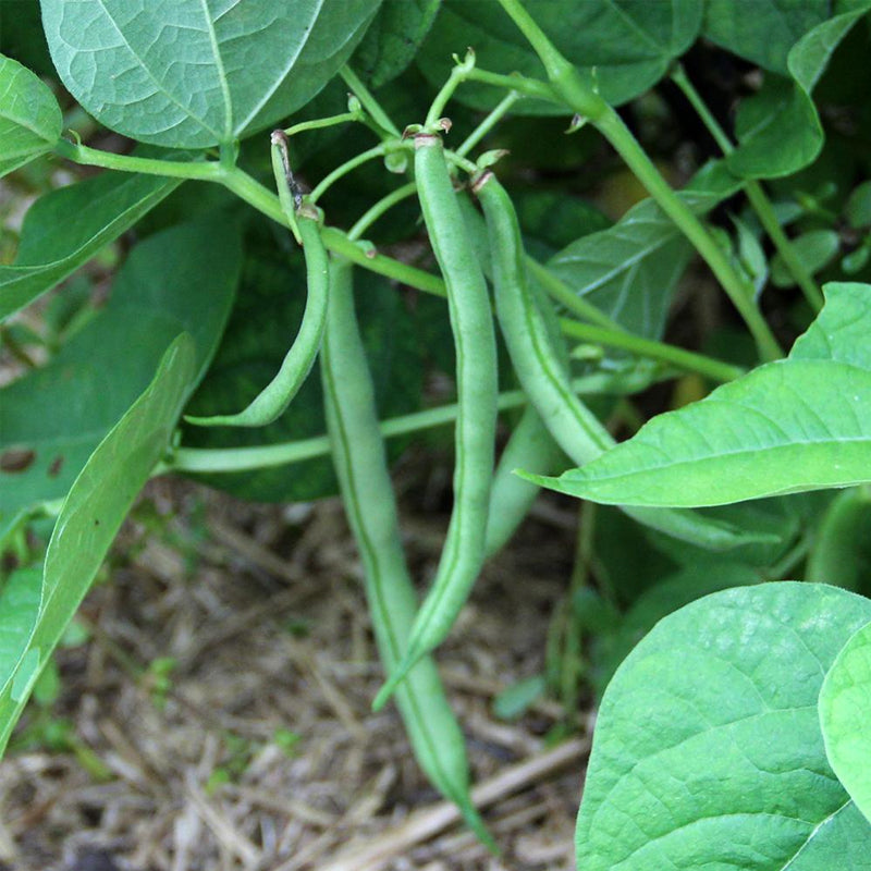 Tendergreen Improved Green, Bush Bean (Organic) (Phaseolus vulgaris)