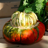 Turks Turban Gourd Squash, Winter (Cucurbita maxima)