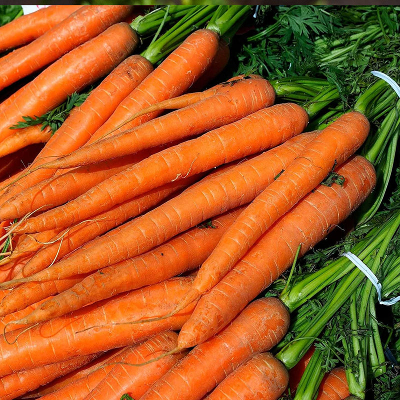 Imperator 58 Carrot (Daucus carota)
