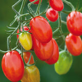 Sugar Plum F1 Hybrid Tomato, Grape Tomato (Lycopersicon esculentum)