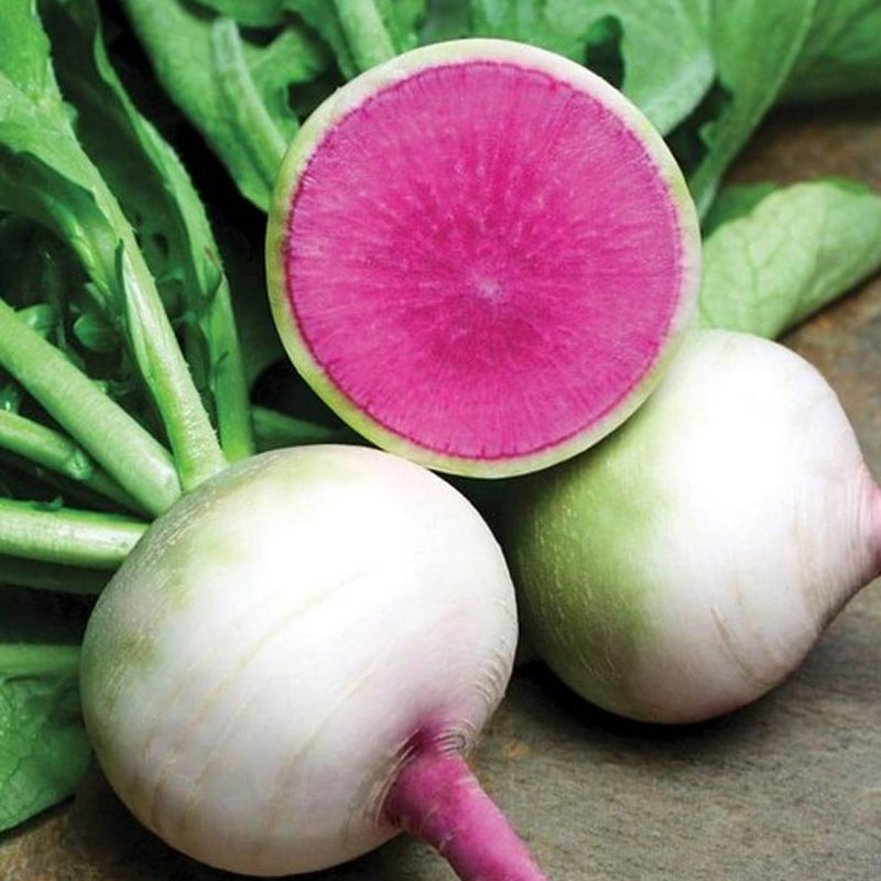 Watermelon Radish (Raphanus sativus)