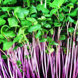 Hong Vit Radish, Sprouting (Raphanus sativus)