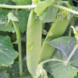 Oregon Giant Pea, Edible Pod (Pisum sativum)