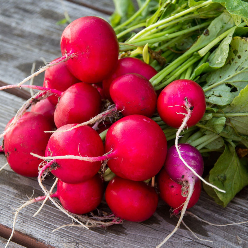 Early Scarlet Globe Radish (Raphanus sativus)