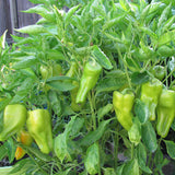 Cubanelle Pepper, SWEET (Capsicum annuum)