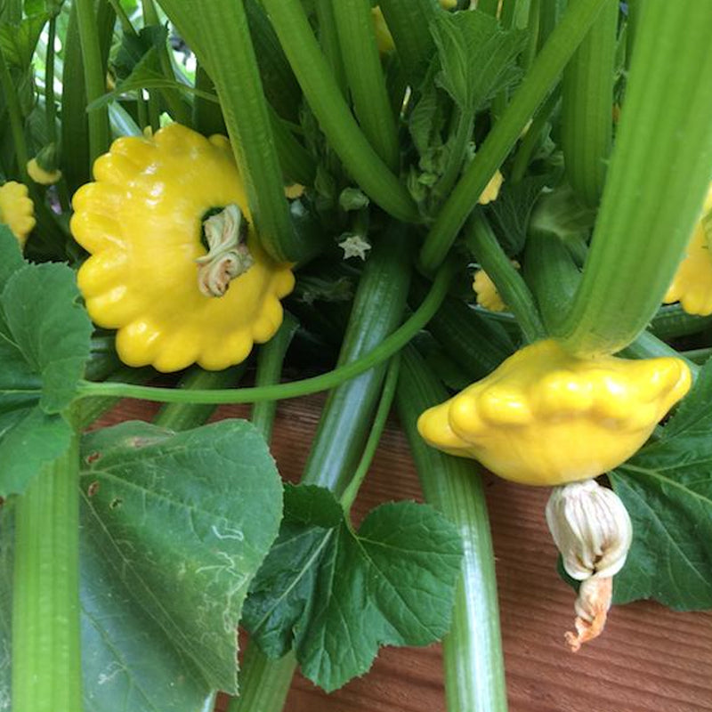 Scallop Yellow Bush Squash, Summer (Cucurbita pepo)